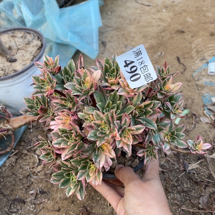 490甜茶小朵朵2号