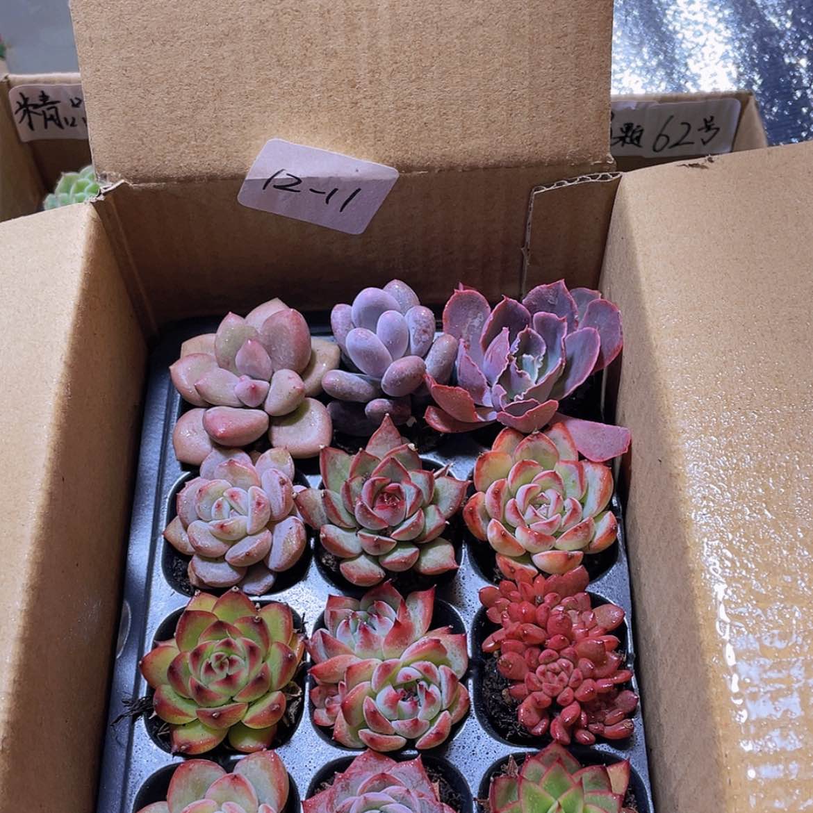 【闪购商品】12颗-11