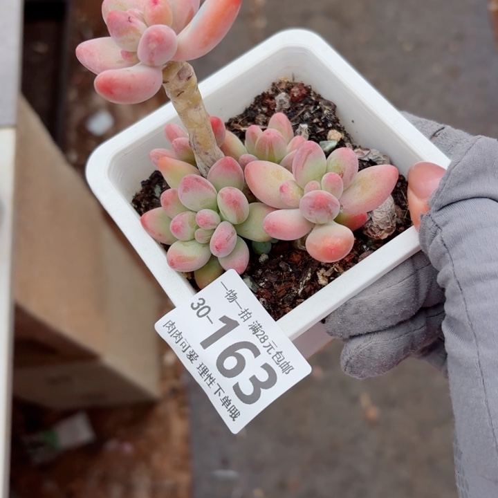 樱花奶多肉多肉多肉植物多肉多