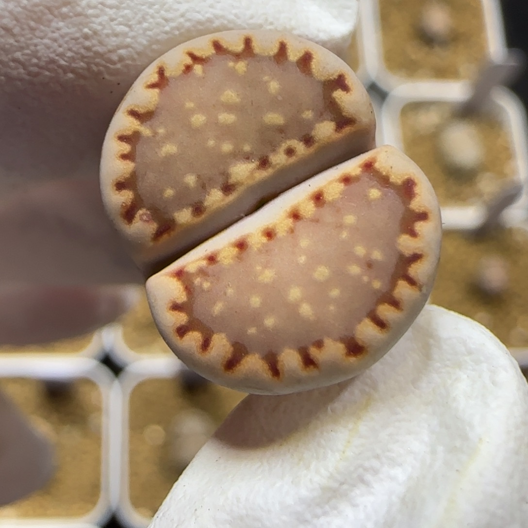 12.4.c215饼干.9013尺寸1.cm