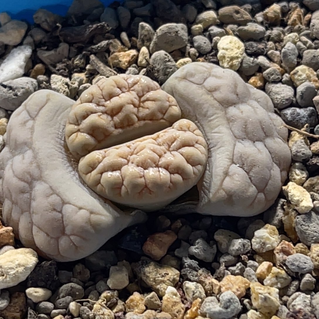6181凹凸脑纹189一颗