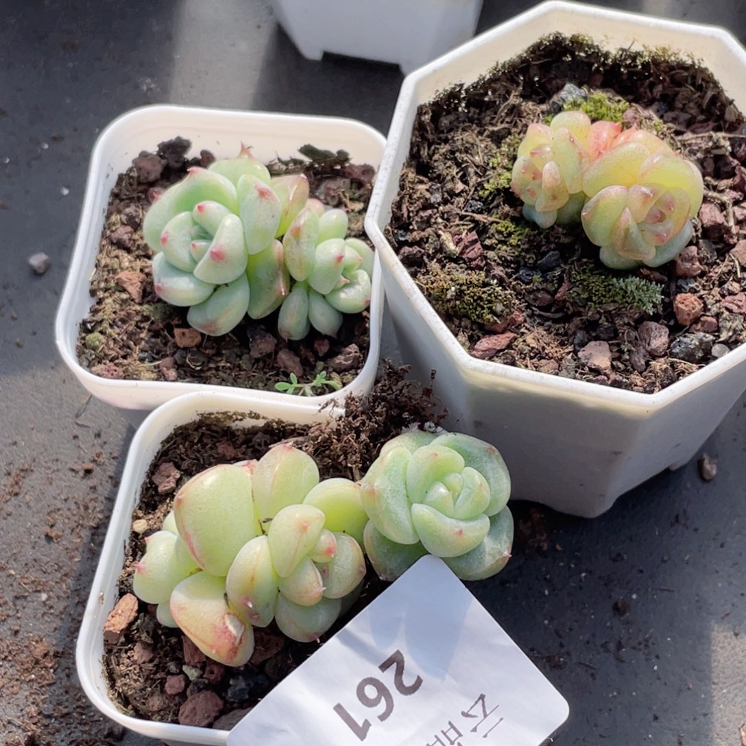 艳***261号糖心冰心珍妮4