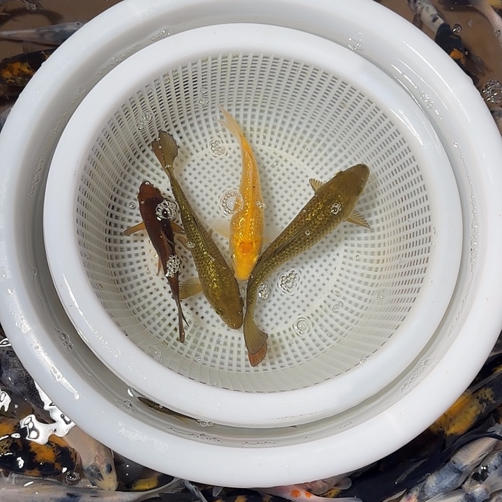 在***.锦鲤锦鲤的故事是