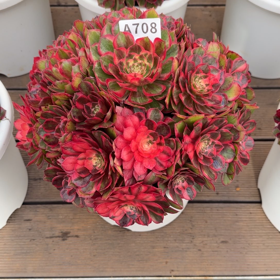 ****妹708黑魔锦实生脱土发货