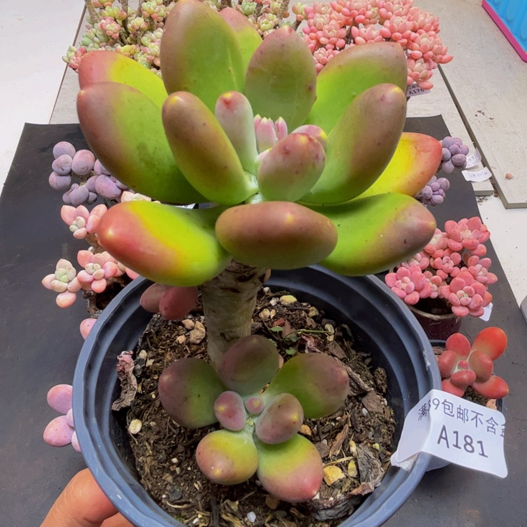 181/9cm芒果奶多肉植物