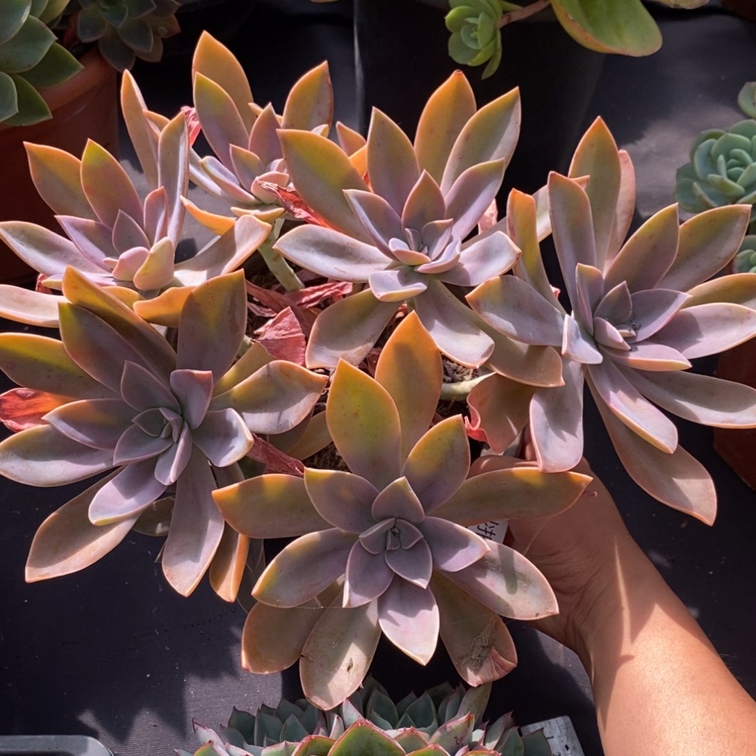 两单包邮1112-34太妃糖