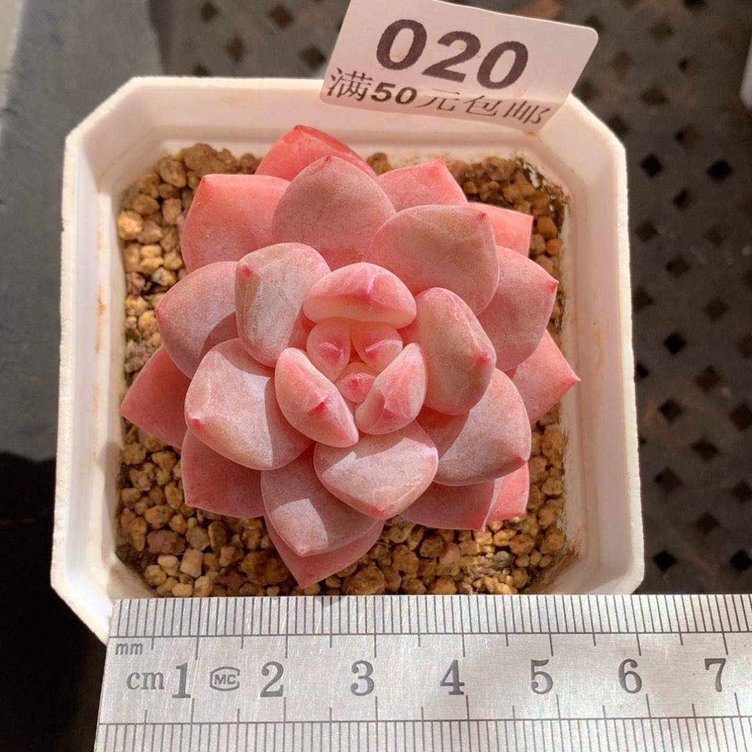 20。韩货。果冻橙。  