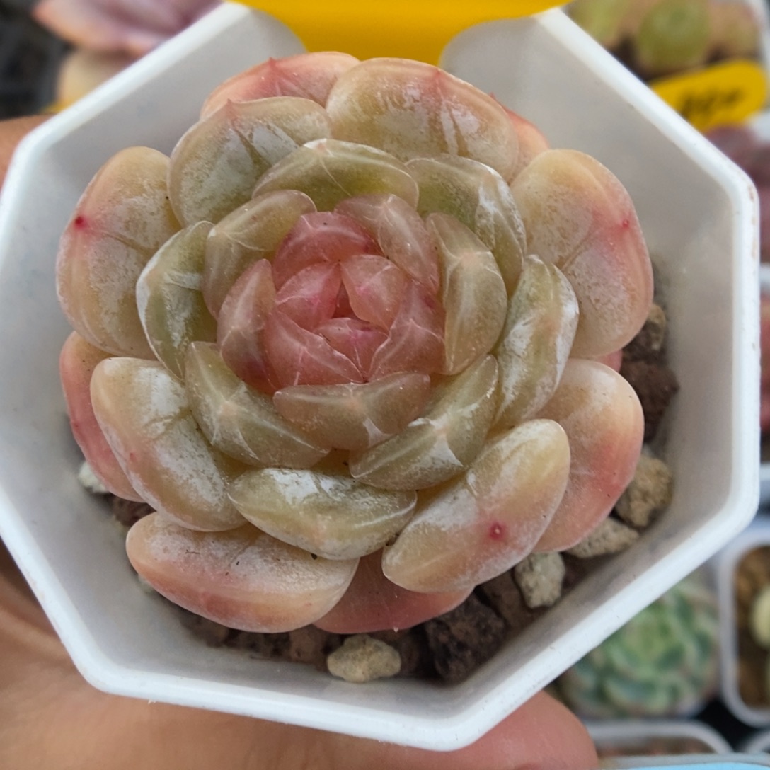 白色恋人可拍955号