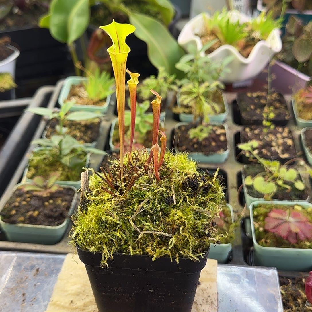 完全开放华丽黄瓶SF5