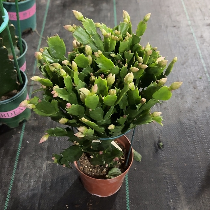 l***9当前无花栽培后可以开花