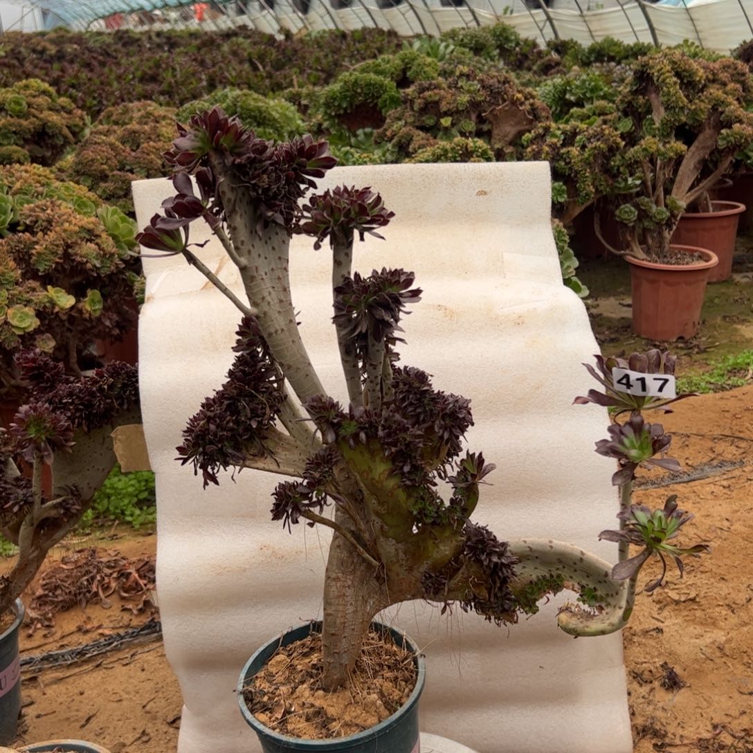 有大伤黑缀417高度45厘米