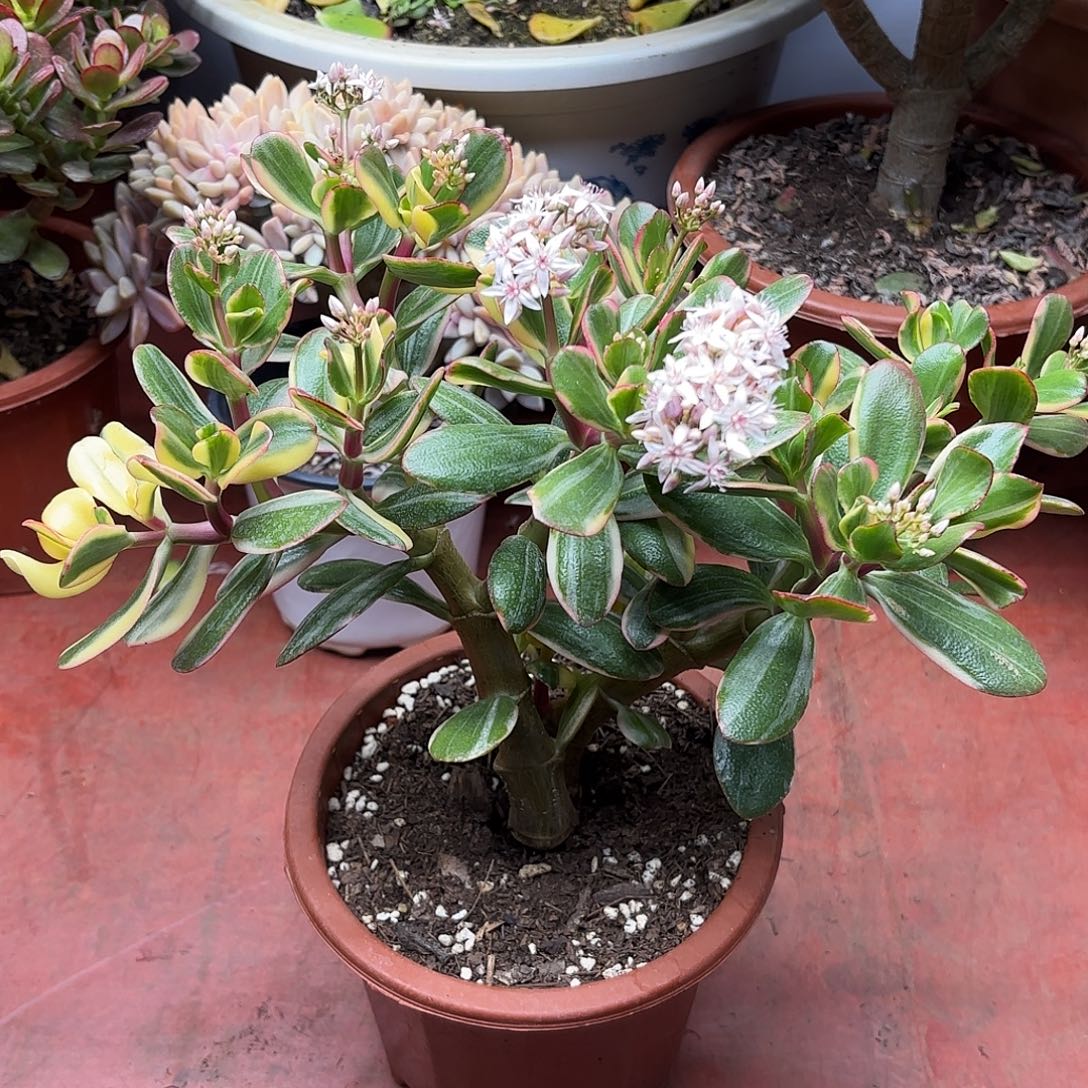 乐****2580三色花月白锦带盆发货