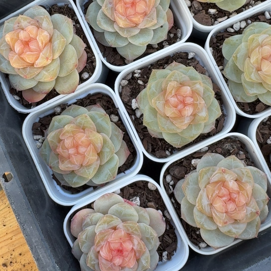 0103-083-零零珍妮一颗量拍