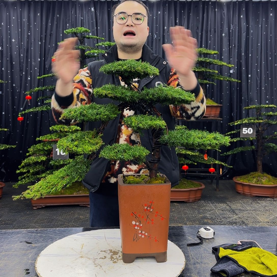 龙爪松高端造型盆景