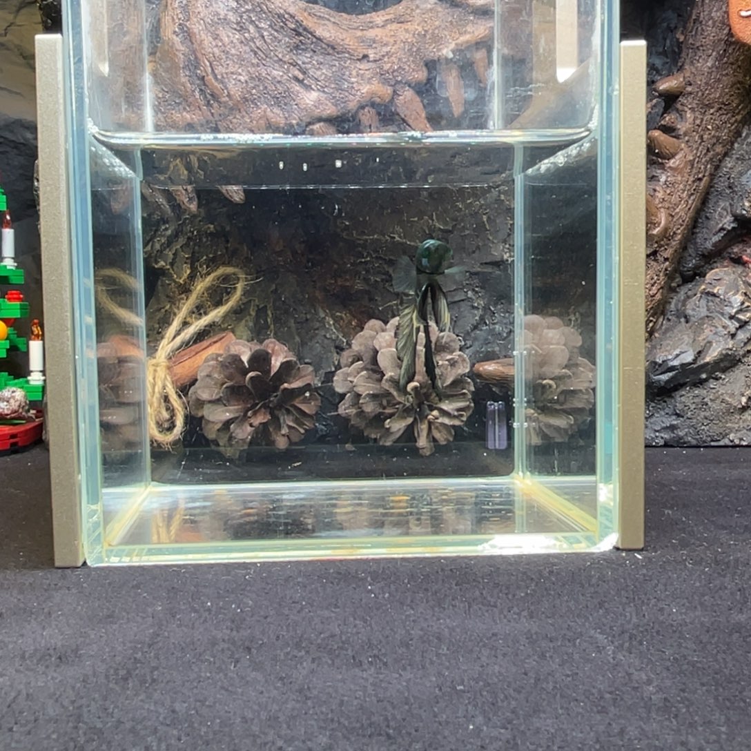 斗鱼十二月二十八日竞价