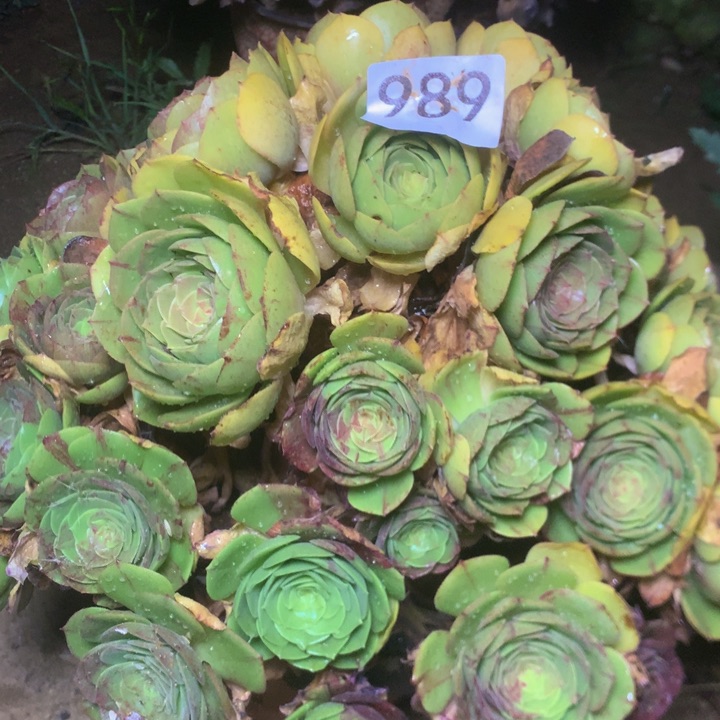 古**思989万圣夜多肉植物