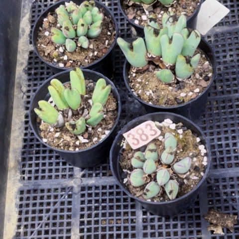 383少蒋大群一物一图如图