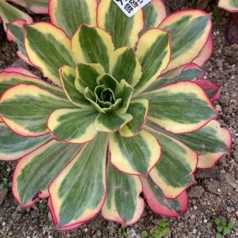 176魅影满25包邮多肉