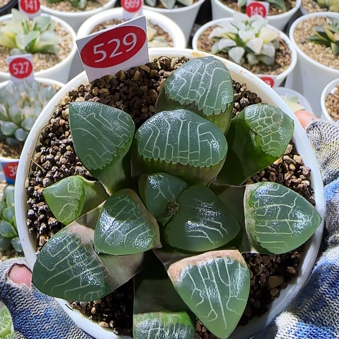 529号丸叶朱庇特克 9 厘米左右一物一拍带盆发货