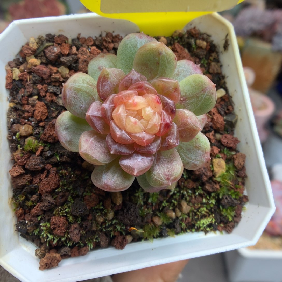 50渐变色白色恋人多肉