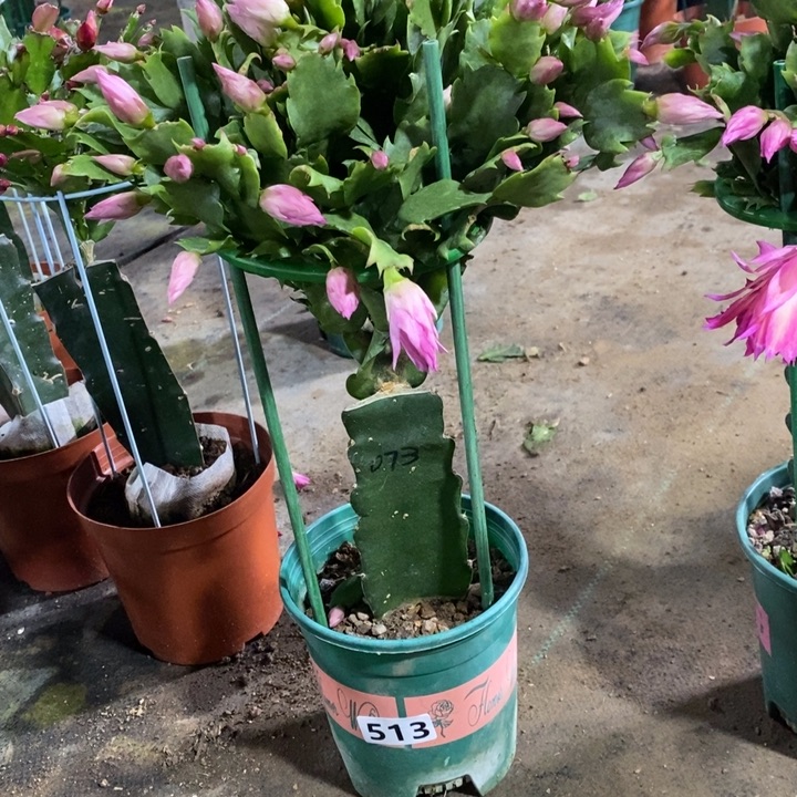 大部分花苞少量开放幺*513嫁接073