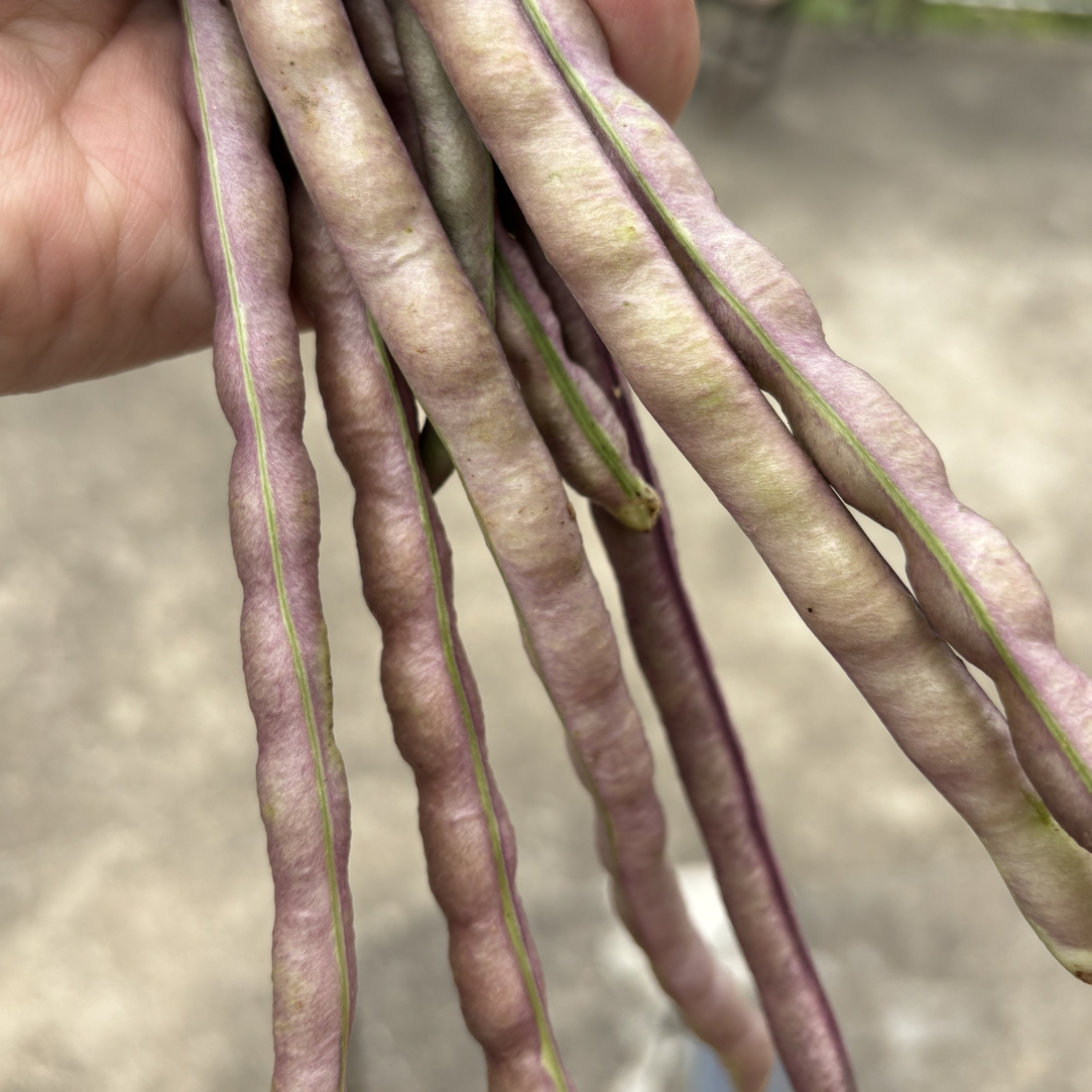湖南老品种新鲜现摘现发冬豆角