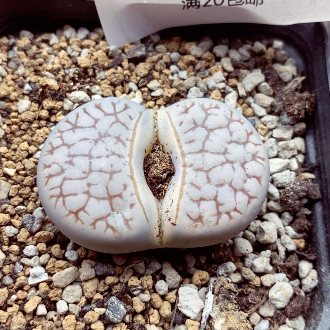 我的小姐姐们都是我的小可爱016