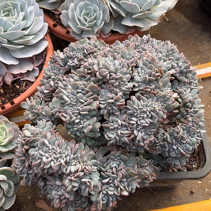 完全开放玛瑙缀化