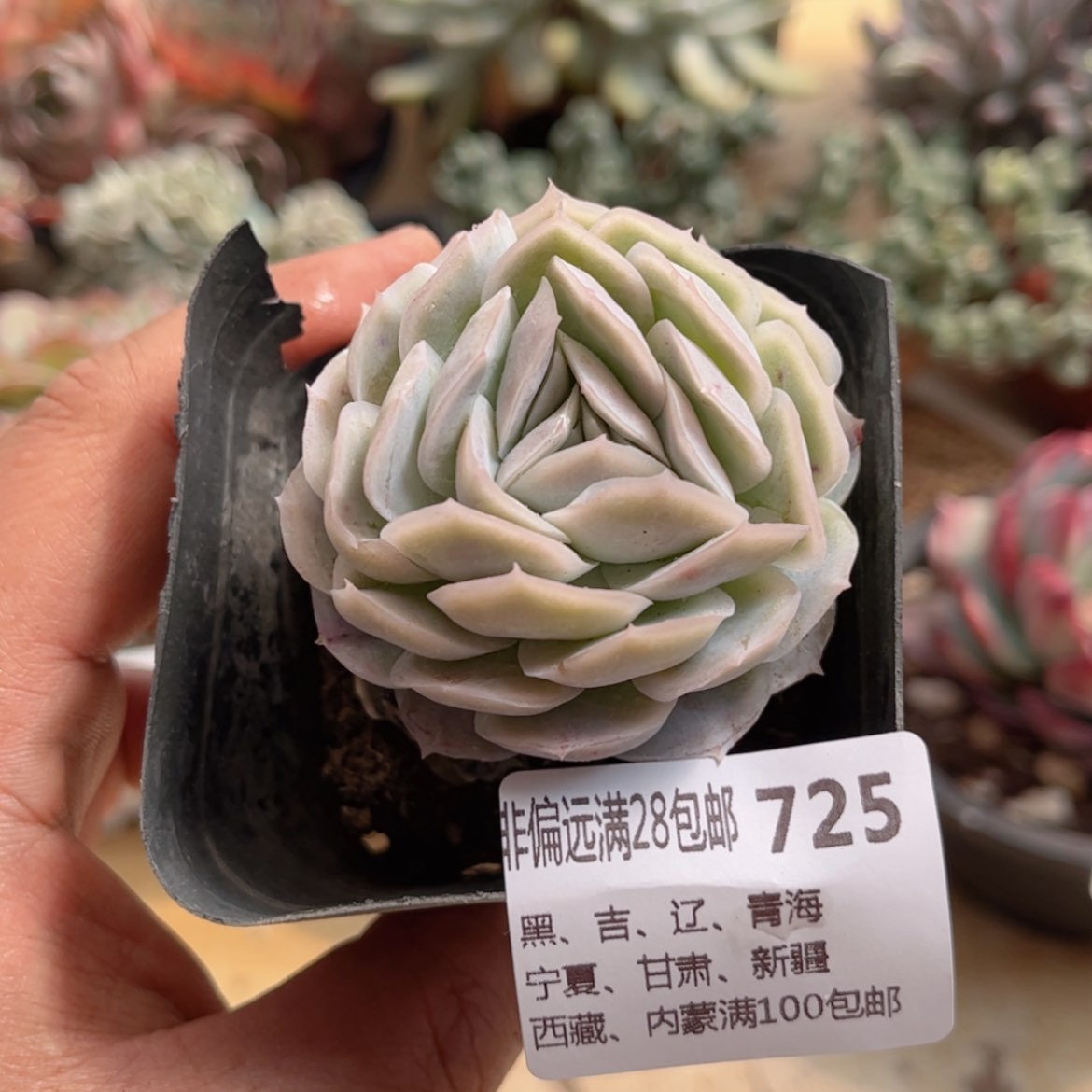 【闪购商品】725西娜