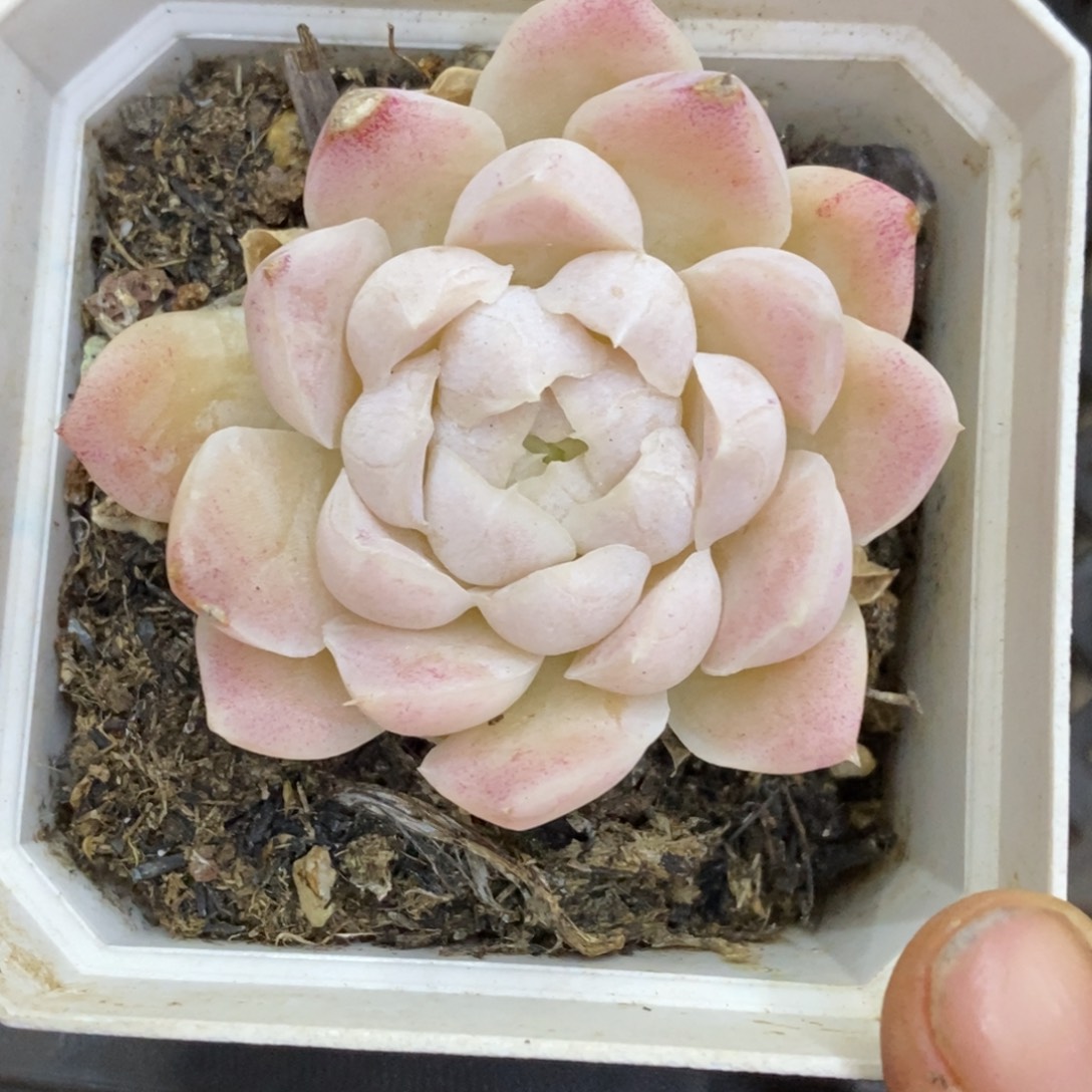 精品多肉一物一拍不包整456