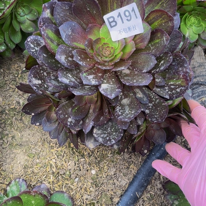 191花月夜多肉法师不包断枝