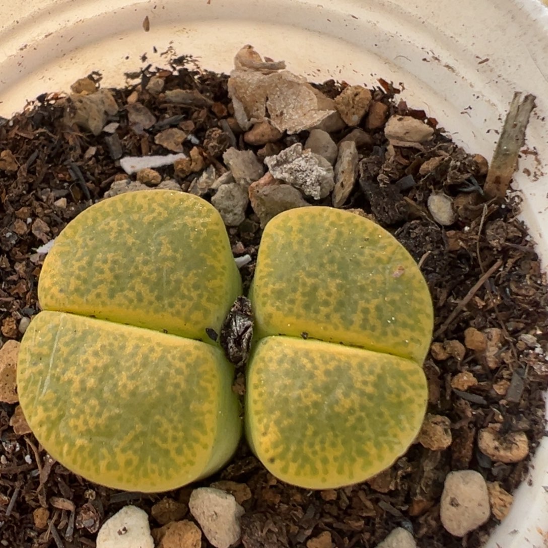 75多肉植物百科植物