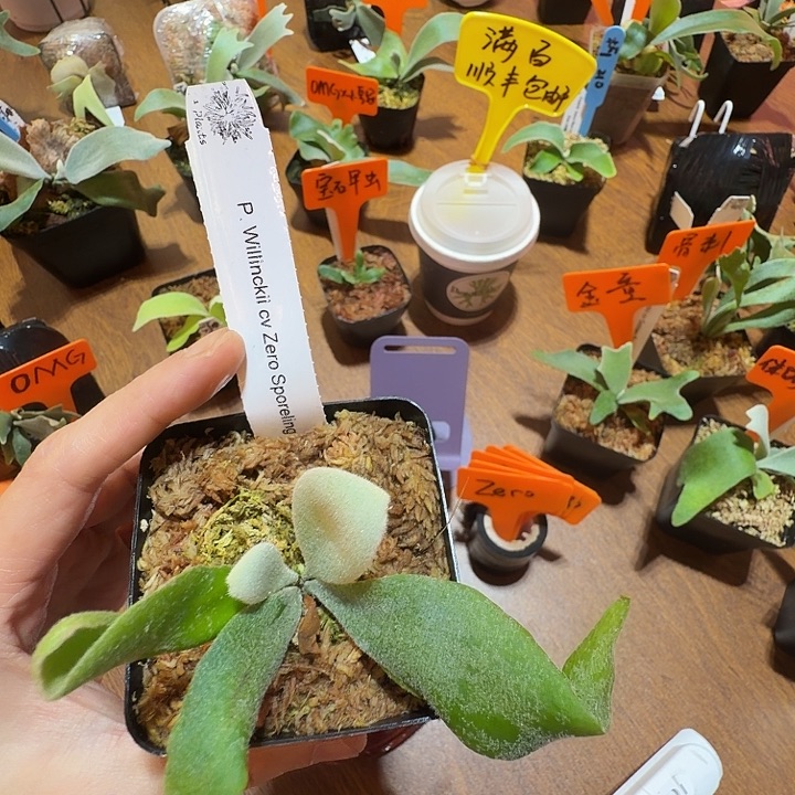 无花朵鹿野直播间竞拍Zero 