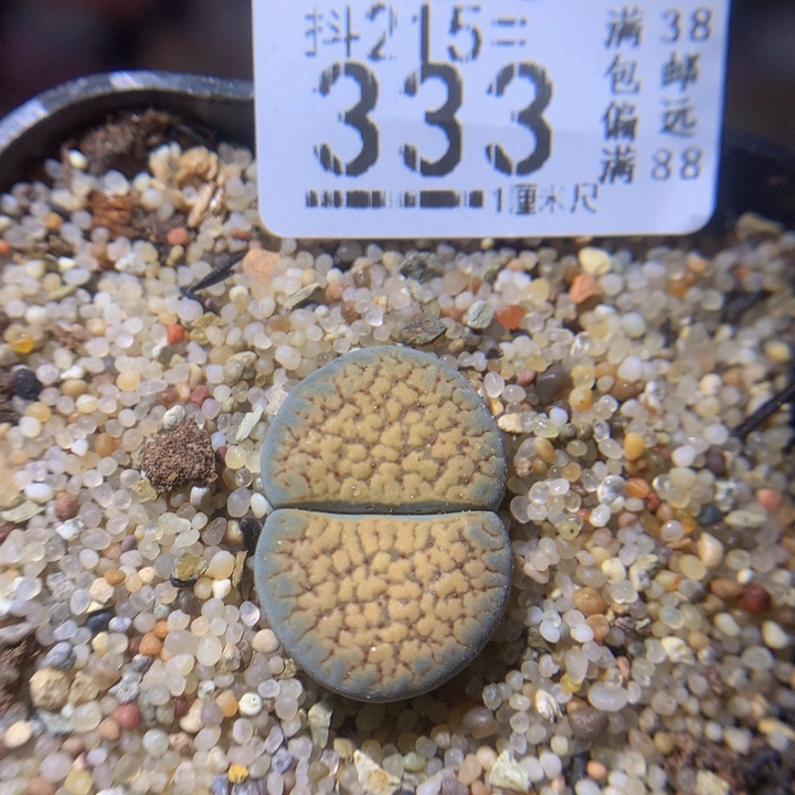 精品生石花215.333