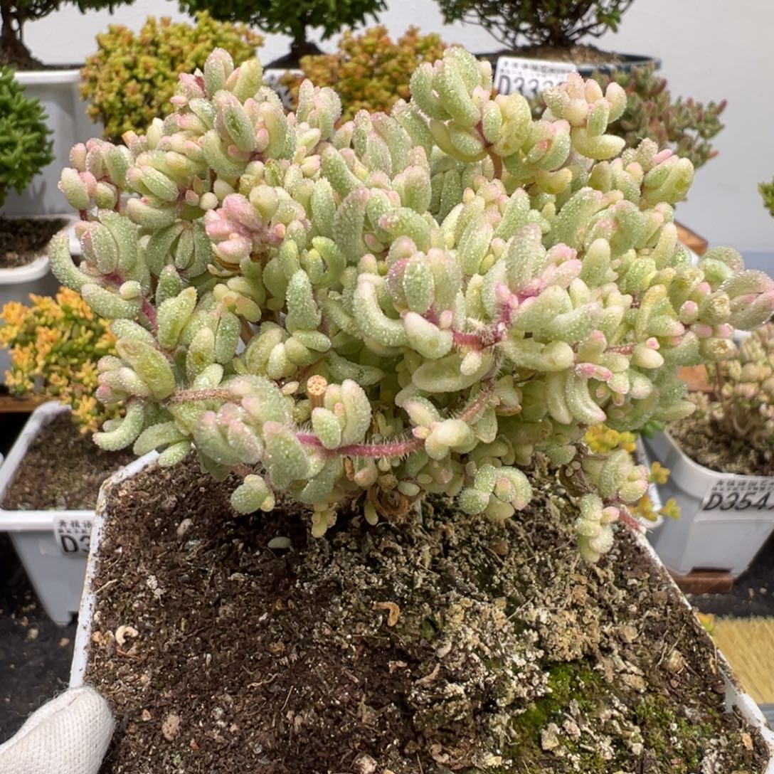 D3663红宝石锦枝干