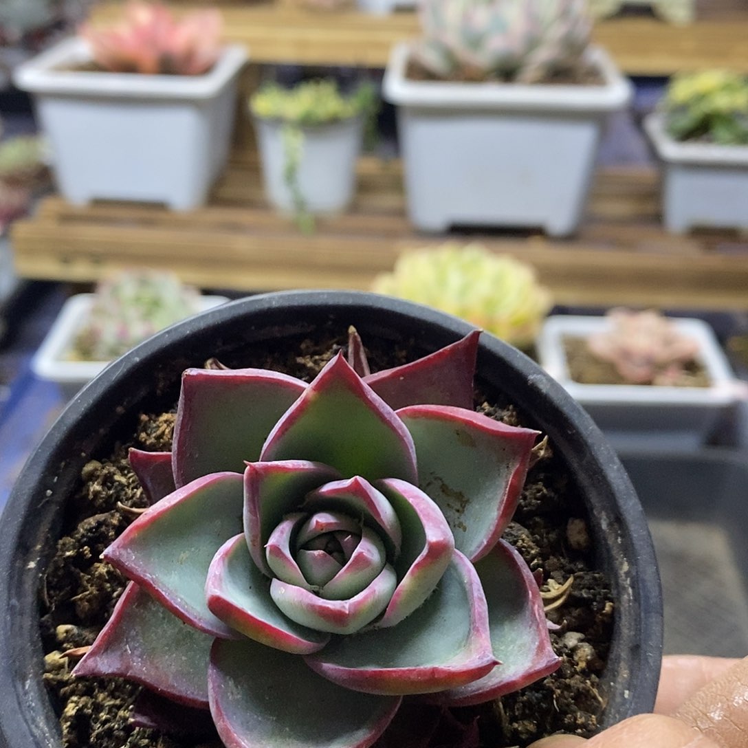 1883 惊鸿仙子多肉