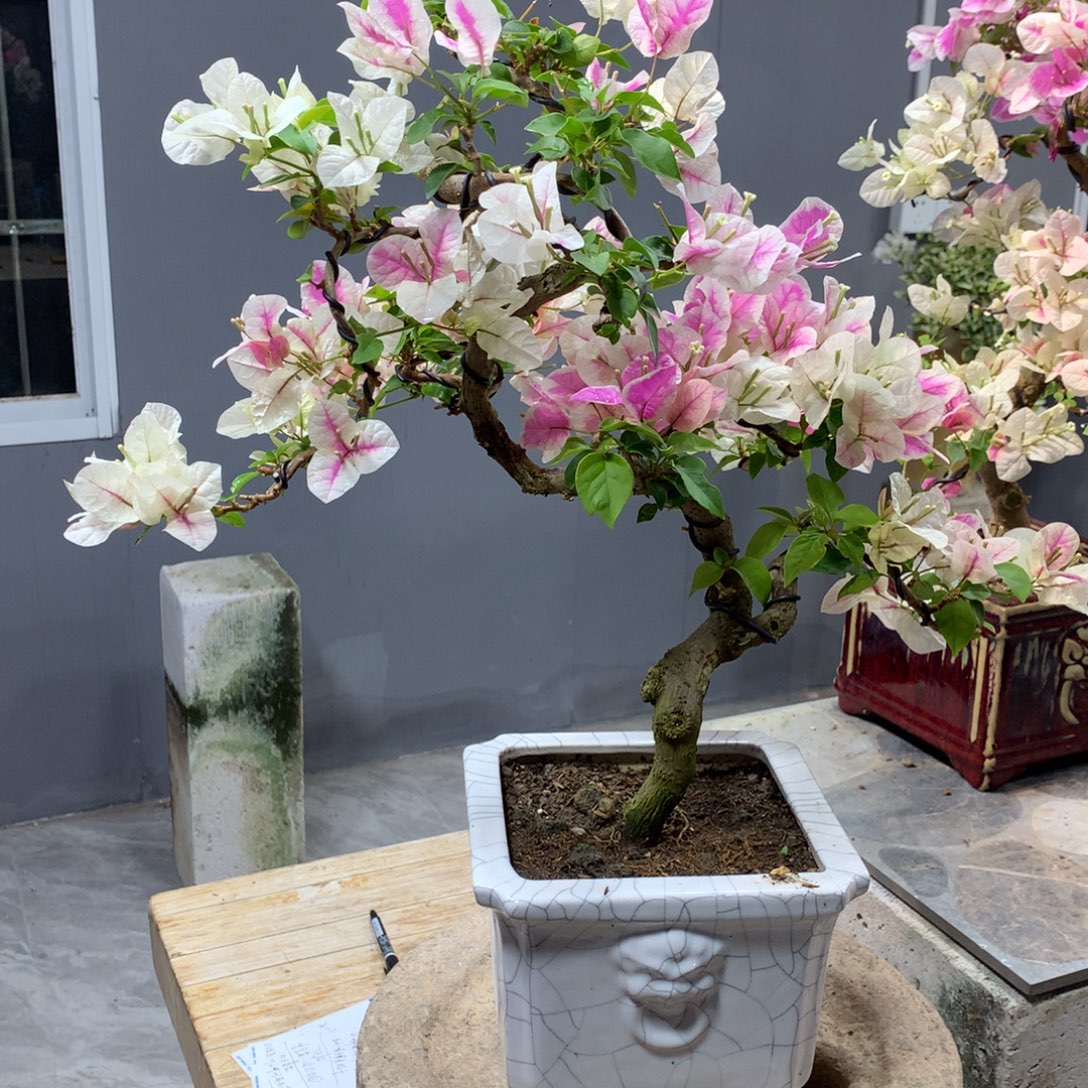 大量花朵（建议范围：8朵-15朵 或40%以上）