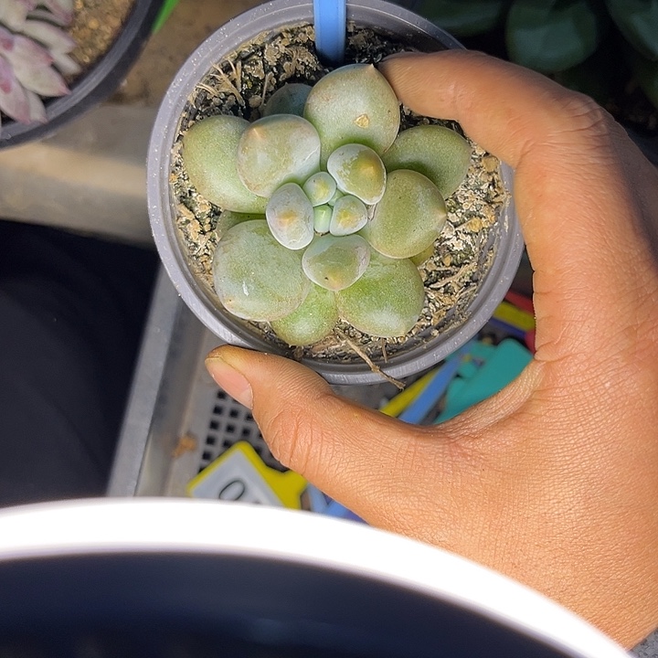 多肉植物胖体哥特051