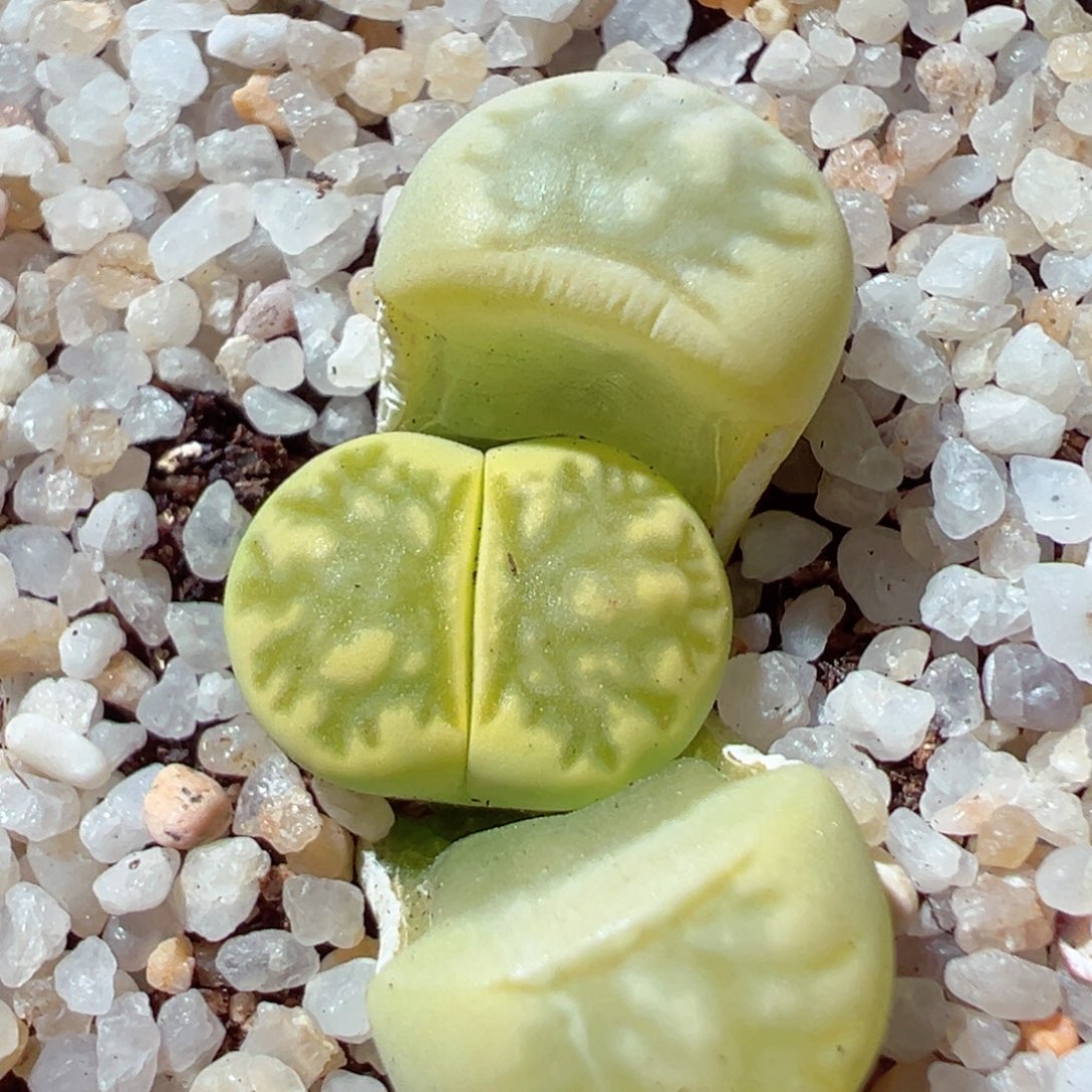 206-332.多肉绿菊