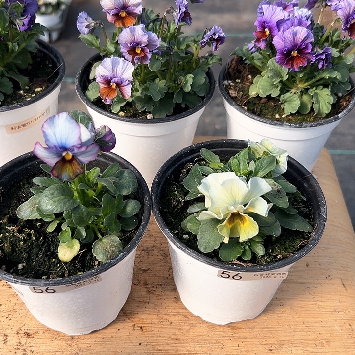 水晶抖音直播闪拍56