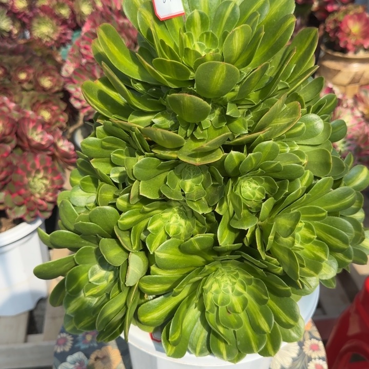 花好月又圆0330～67