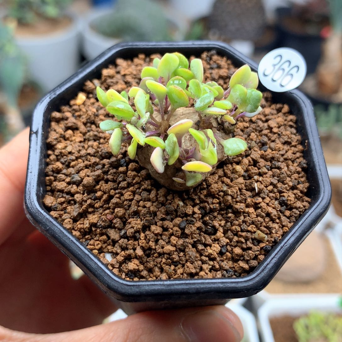 熔岩圆叶格加厚敦菊带盆多肉