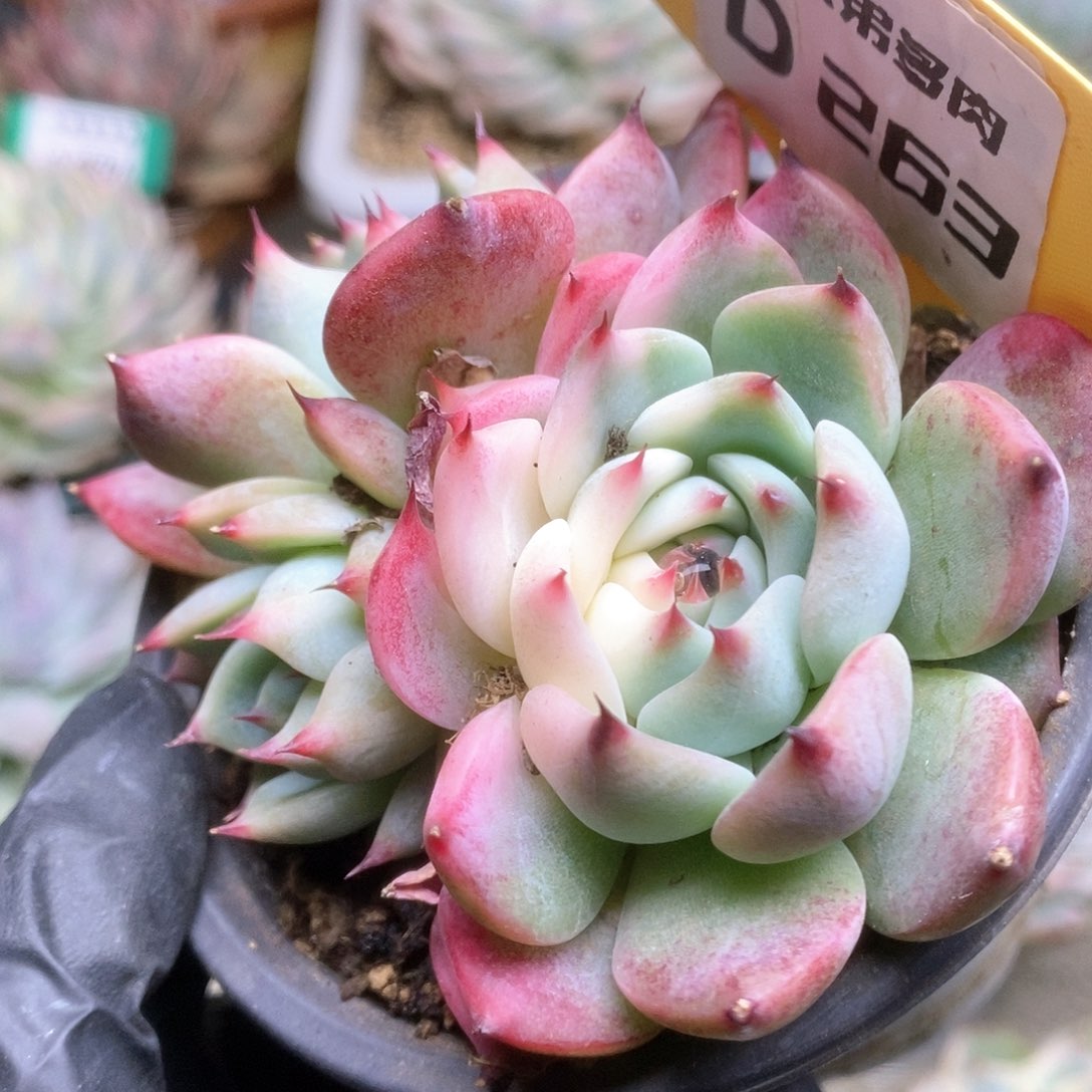 263锦锦锦锦锦锦