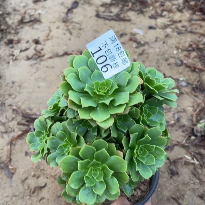 106绿玫瑰小手捧2法师