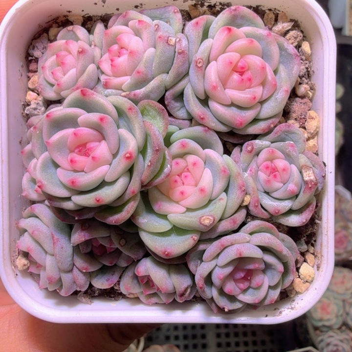 肉***肉秃子甜心散装啦啦啦