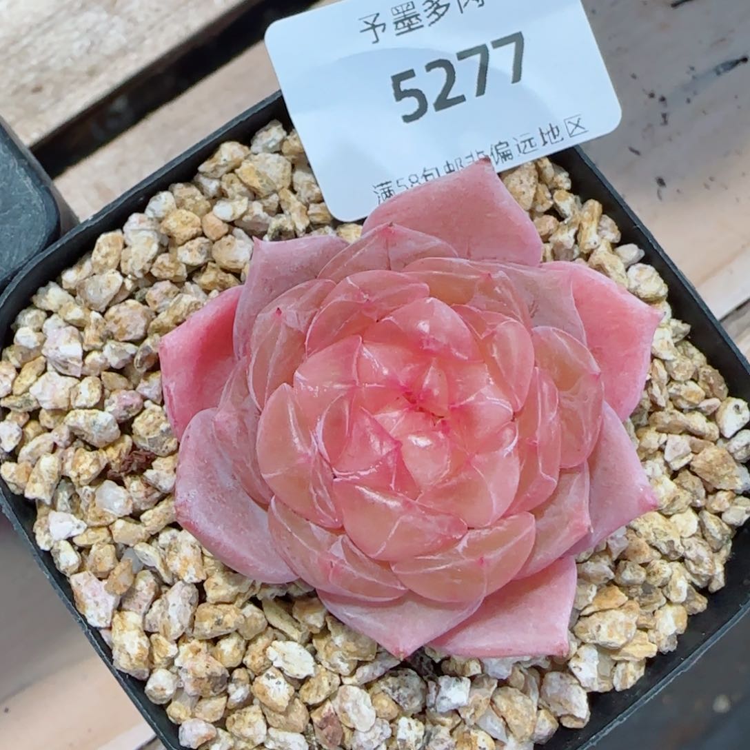 粉包子，5277多肉植物