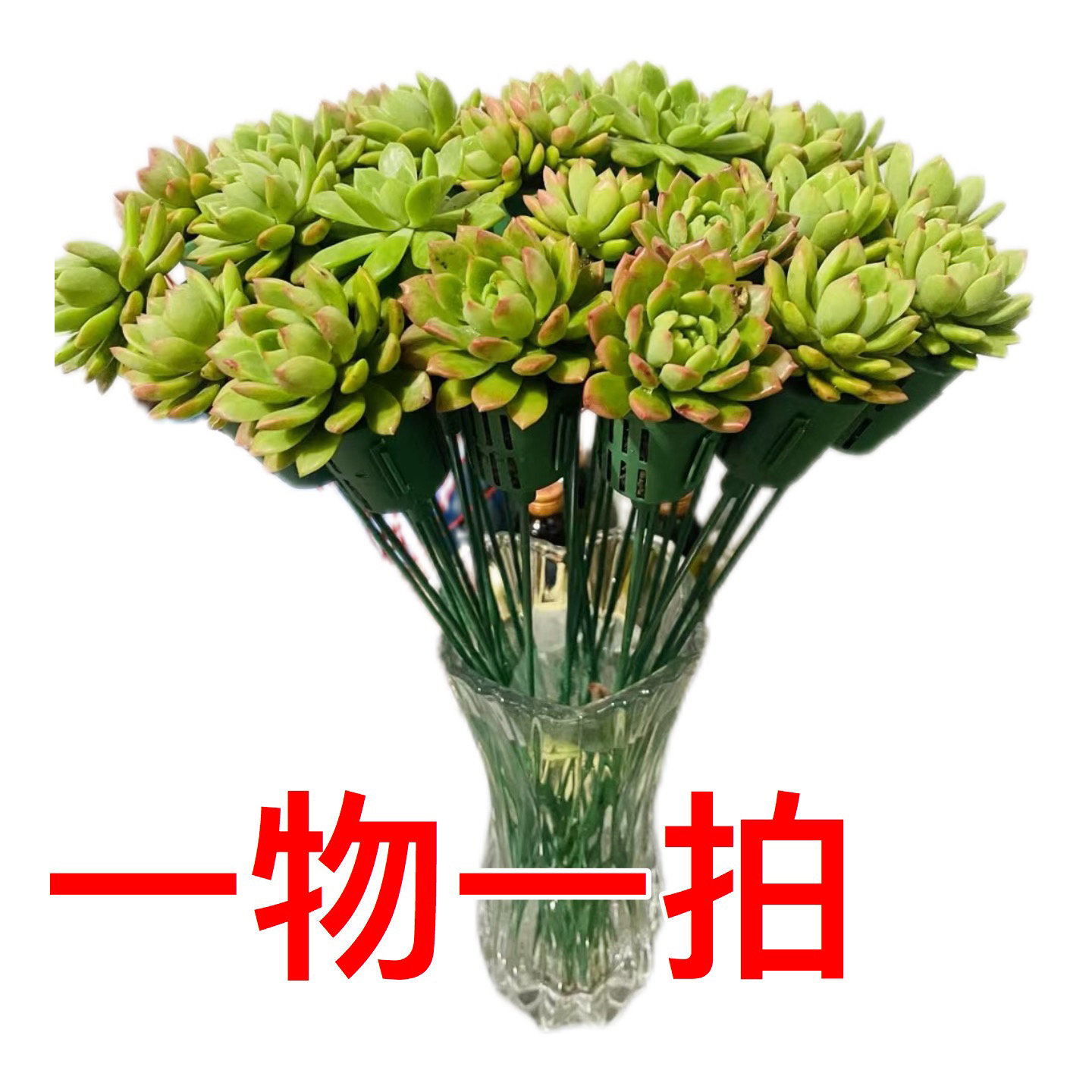 满29包邮脱土发货一物一拍清棚价精品多肉小老桩夏景多肉基地尹