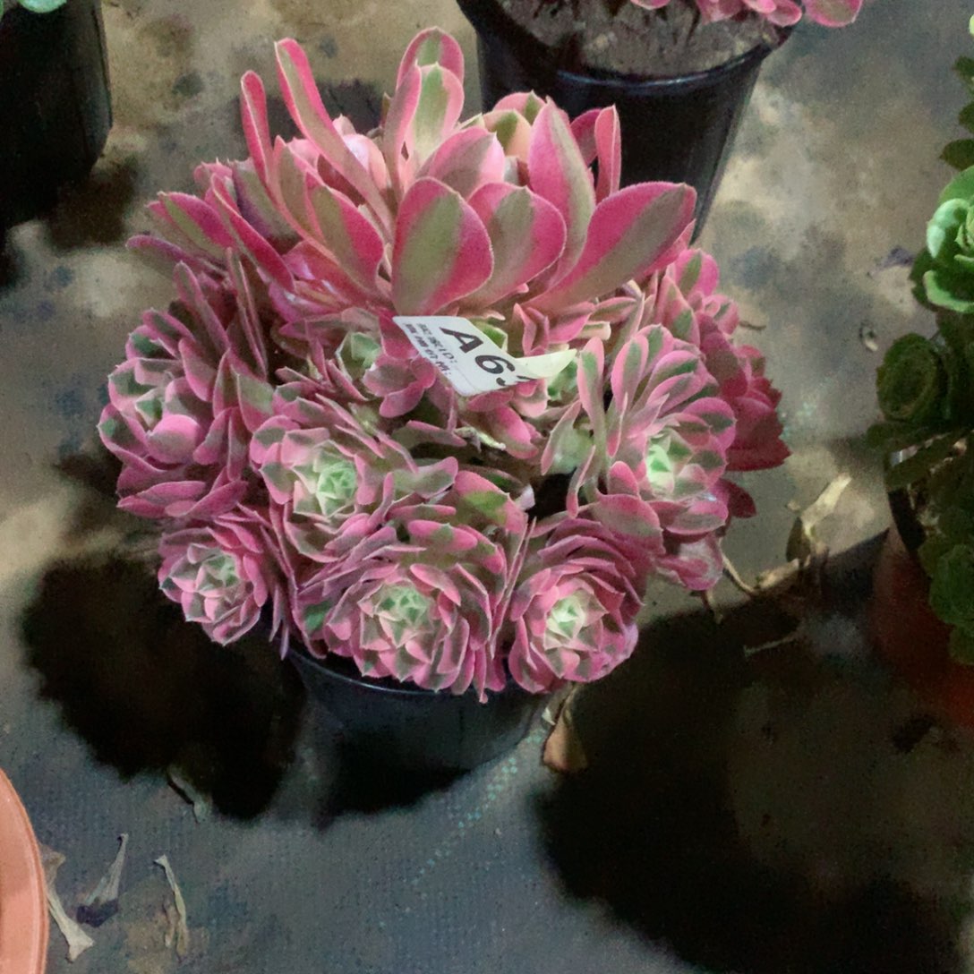 粉女巫法师多肉632