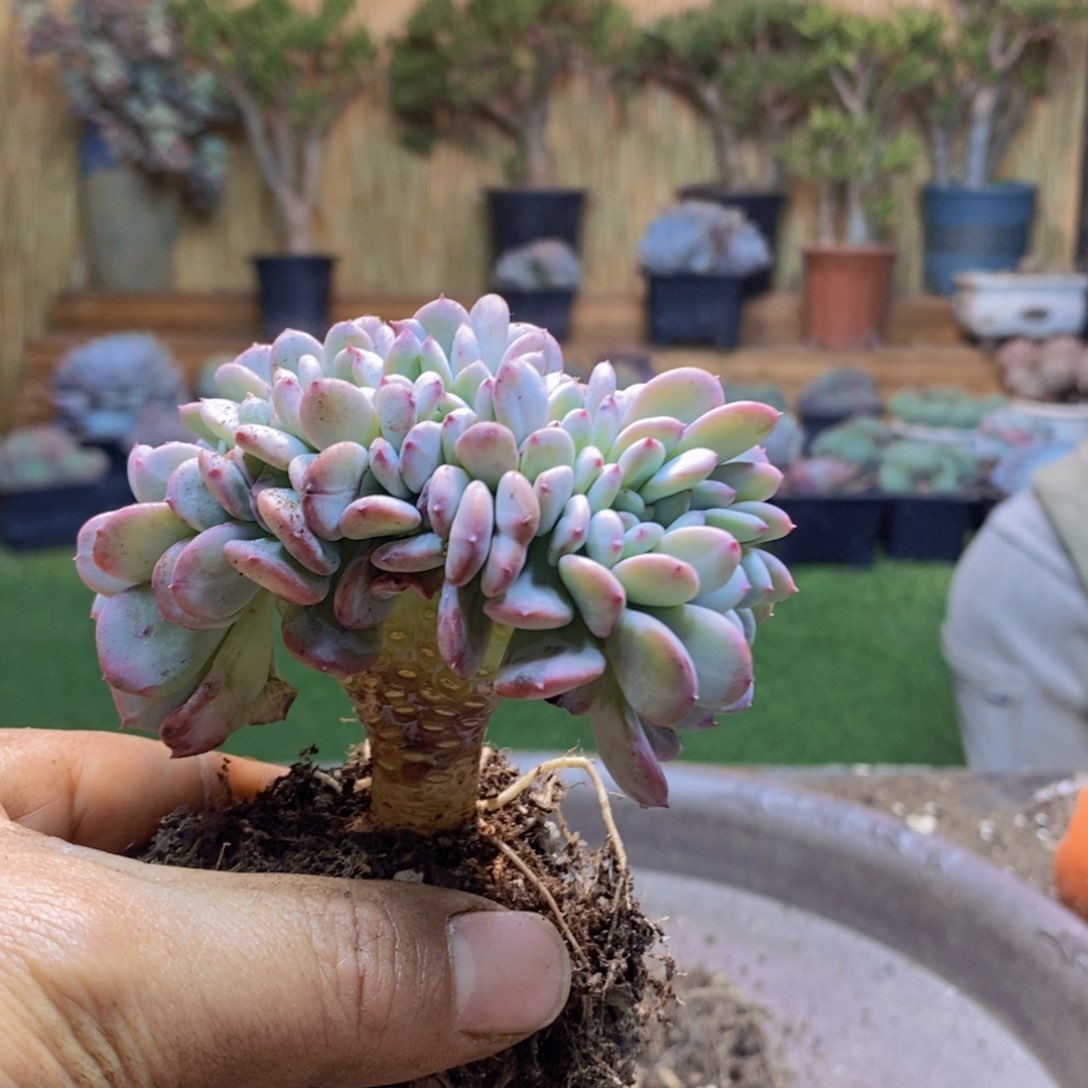 A****tF61号玛瑙缀多肉