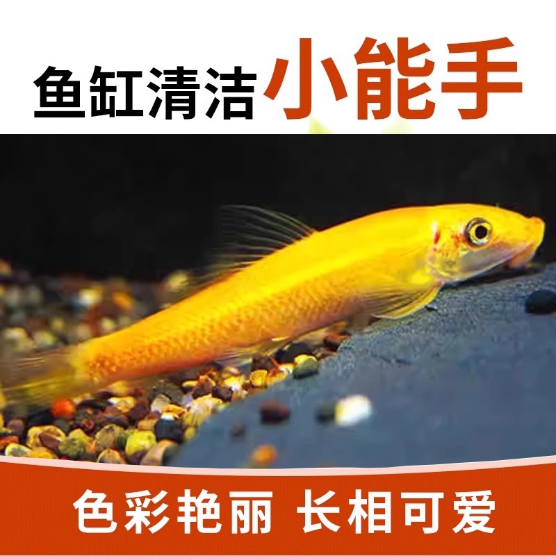 金苔鼠鱼清道夫吃鱼缸青苔除藻清洁工具鱼热带小型淡水鱼【四妹】